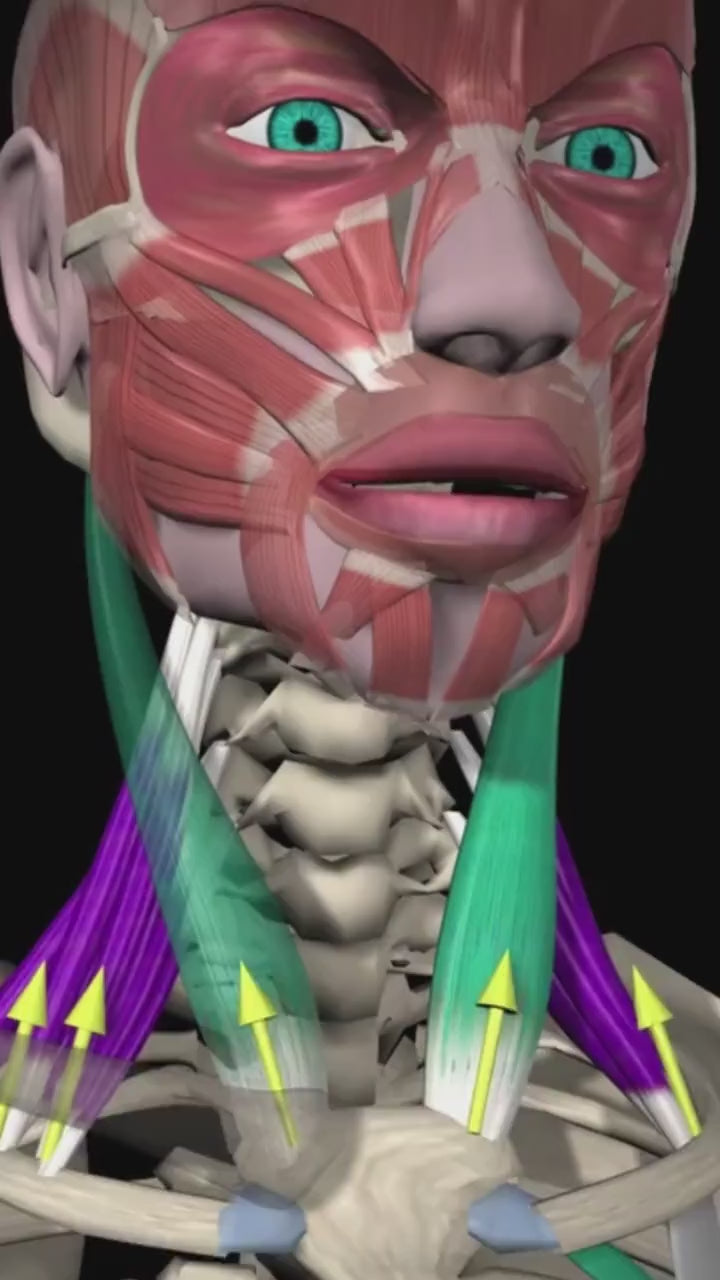Vídeo: NAC 600mg N-Acetilcisteína 60 Cápsulas