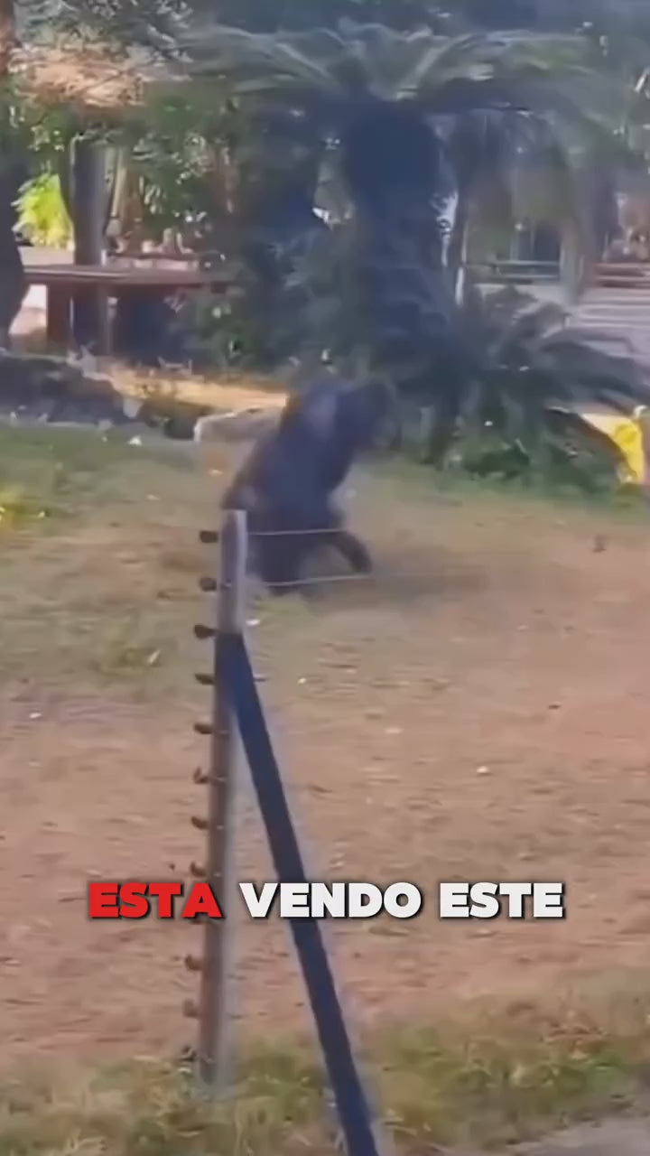 Vídeo: Ativo Ultra Black Red